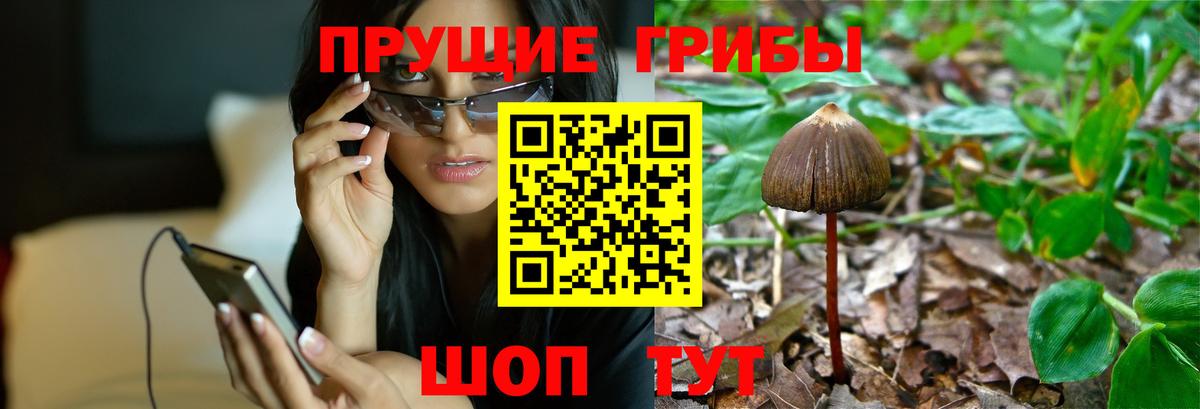Псилоцибиновые грибы Psilocybe Ставрополь